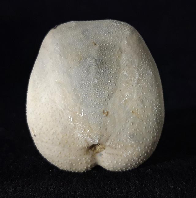 Heteraster oblongus (BRONGNIART 1821) - Bild © FossNet FossilienStore